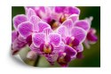 Fototapeta Bukiet Orchidei