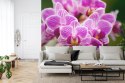 Fototapeta Bukiet Orchidei