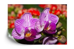 Fototapeta Optyczna Orchidea 3D