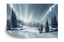 Fototapeta Beautiful Winter Landscape. Majestic White Spruces Glowing By Sunlight. Picturesque And Gorgeous Wintry Scene.