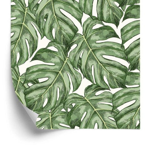 Tapeta Liście Monstera