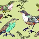 Tapeta - Kolorowe Ptaki