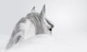 Obraz Wieloczęściowy Koń Andaluzyjski We Mgle