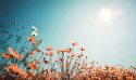 Obraz Wieloczęściowy Kwiaty Polne W Słońcu