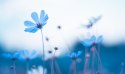 Obraz Wieloczęściowy Delikatne Niebieskie Kwiaty