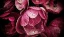 Obraz Wieloczęściowy Kwiaty Piwonii Z Bliska 3D