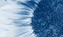 Obraz Wieloczęściowy Niebieski Słonecznik W Skali Makro