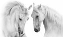 Obraz Wieloczęściowy Dwa Konie Na Białym Tle