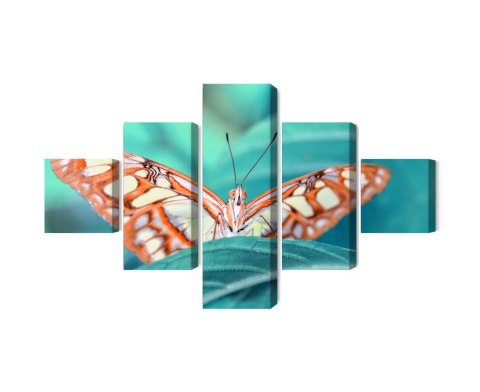 Obraz Wieloczęściowy Motyl Na Liściu W Skali Makro